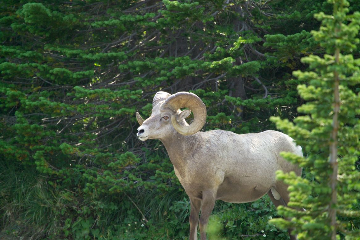 Bighorn rams use their horns to batter each other in competition for mates.