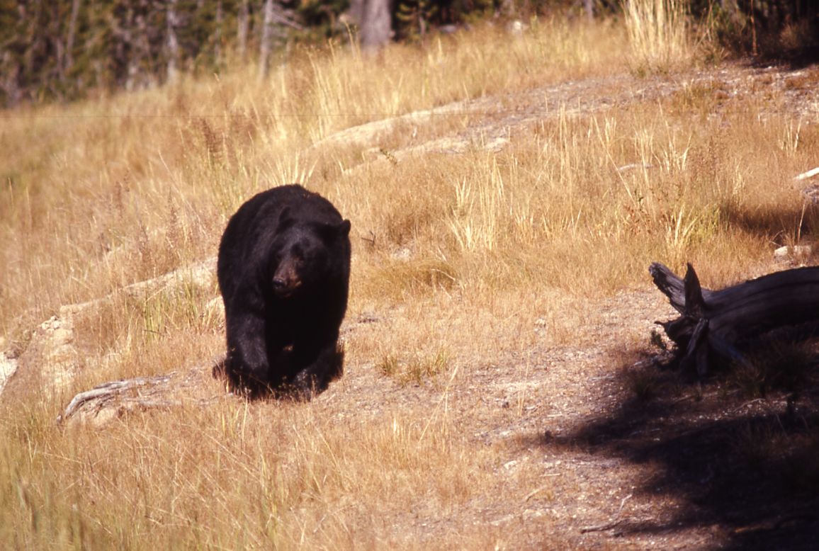 Visitors to Yellowstone National Park may spot bears in the park.