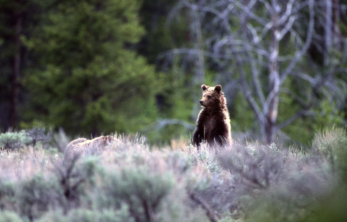 Bison are the park's largest mammals, but grizzlies are perhaps the most intimidating.