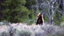 The Grizzly bear population within Yellowstone is estimated around 600 bears.