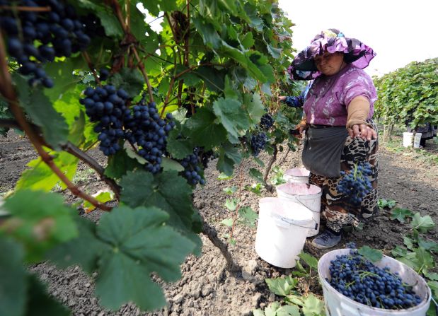 While the sales of wine from Georgia are still below pre-embargo levels, the value has doubled in the last five years. Boutique winery Schuchmann Wines retails their product at between $10 and $20.