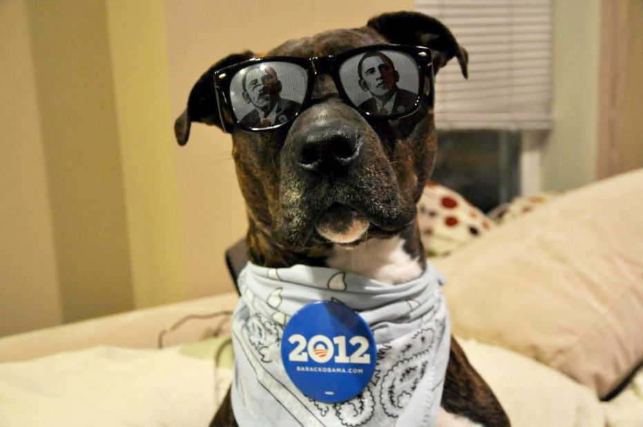 Rocco Giovani Meatball Capretto's owner Lisa Capretto says this picture of her dog is her effort at campaigning.