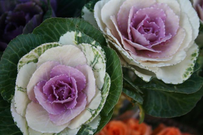 Mary Skull of Milwaukee, Wisconsin, took this photo of "cabbage looking flowers" being sold by a street vendor in downtown Warsaw in 2011. "Poland is a less traveled European country, but full of beautiful architecture, interesting artwork and unusual flowers," she says.