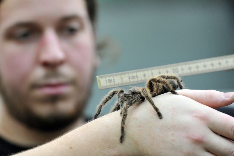 Web of doubt surrounds India spider attack | CNN