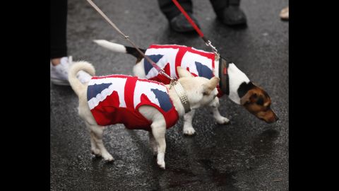Two small dogs show their support of the Queen.