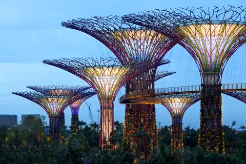 Solar energy collected by the supertrees during the day is then used to light the magnificent structures after night fall.