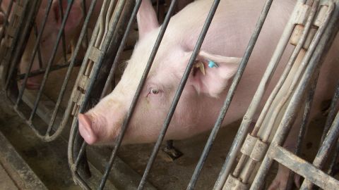 A pig stands in a gestation crate, a small container where pigs can spend most of their adult lives. 