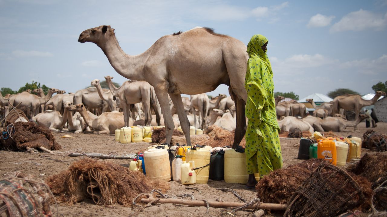 The average cost of a camel in Somalia is $700, according to a university study.