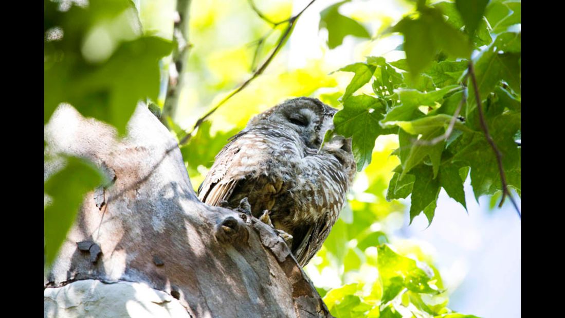 A Mexican spotted owl sits in a tree in Coronado National Forest. The owl is a threatened species, and until a few days ago its presence in Miller Canyon was a matter of speculation. But now that it has surfaced, the owl could be a game-changer in the water war between the U.S. Forest Service and Tombstone, Arizona.