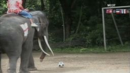 vo elephant soccer_00003420