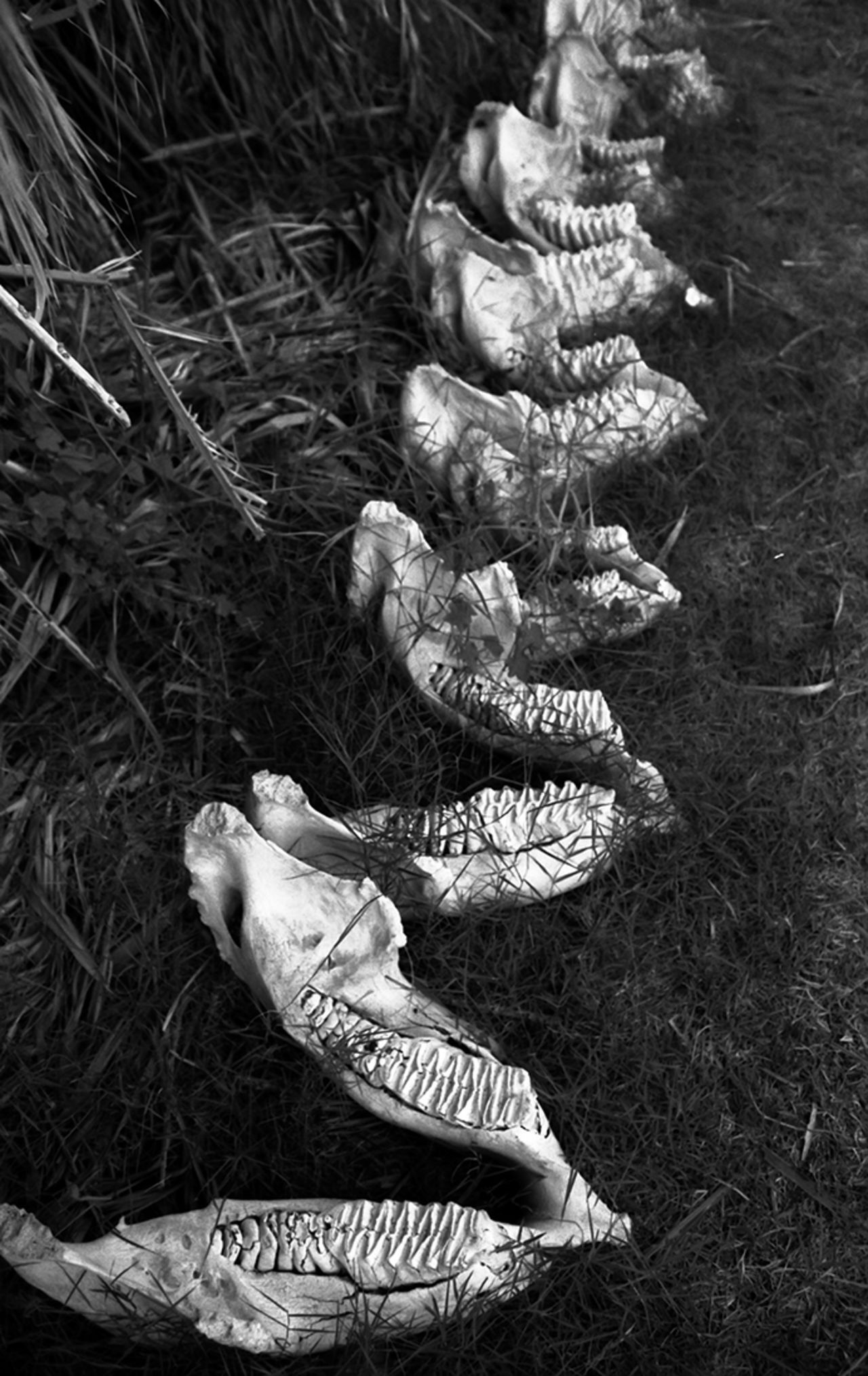 In recent years poaching elephants has increased due to the high demand for ivory in the Asian market, particularly China where Christo says ivory sells for over $1500 a kilo.