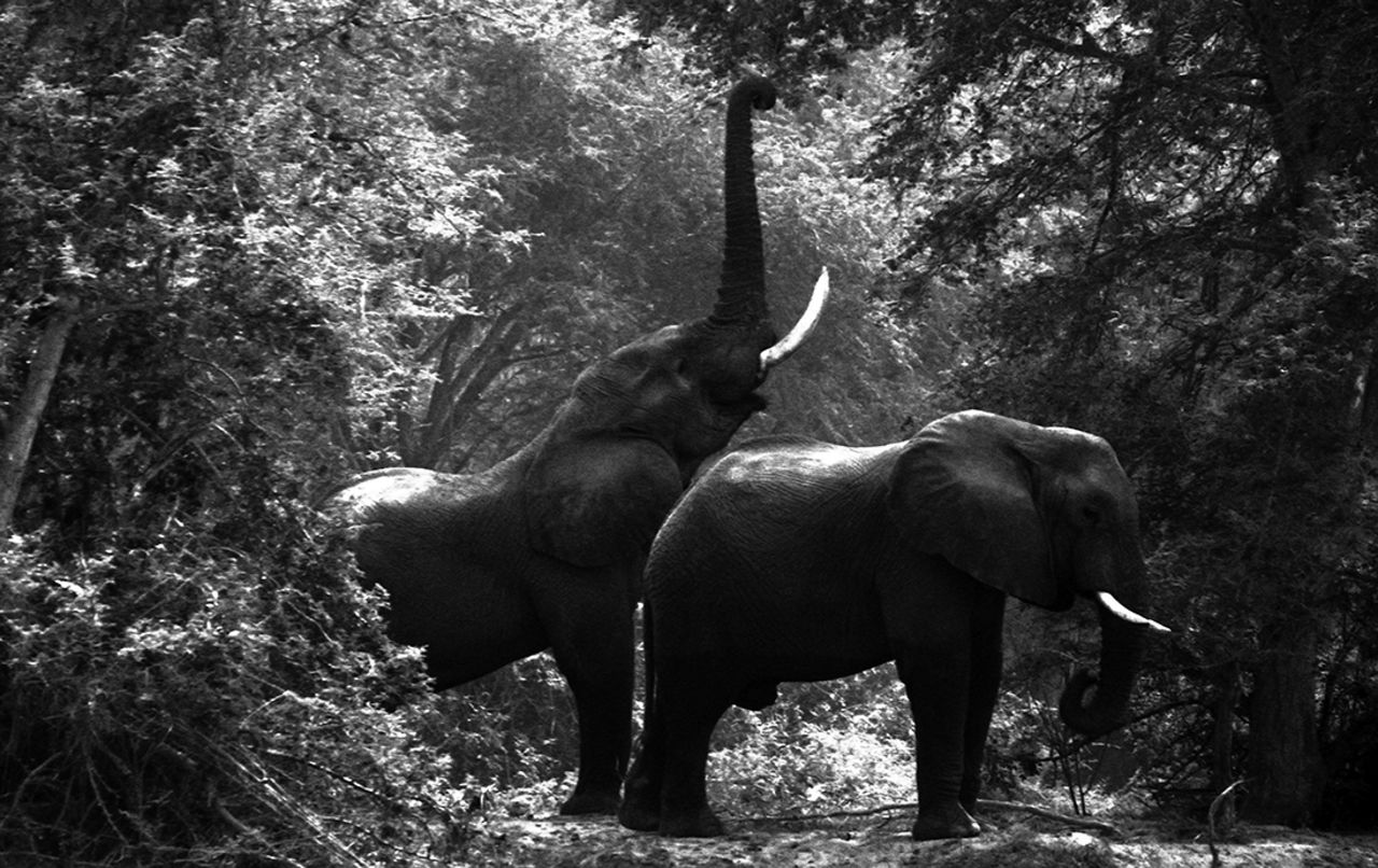 According to Cryil Christo, at the beginning of the 1980s there were over a million elephants roaming Africa. Today that number has dramatically fallen to "no more than 400,000."