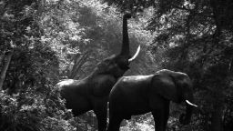 According to Cryil Christo, at the beginning of the 1980s there were over a million elephants roaming Africa. Today that number has dramatically fallen to "no more than 400,000."