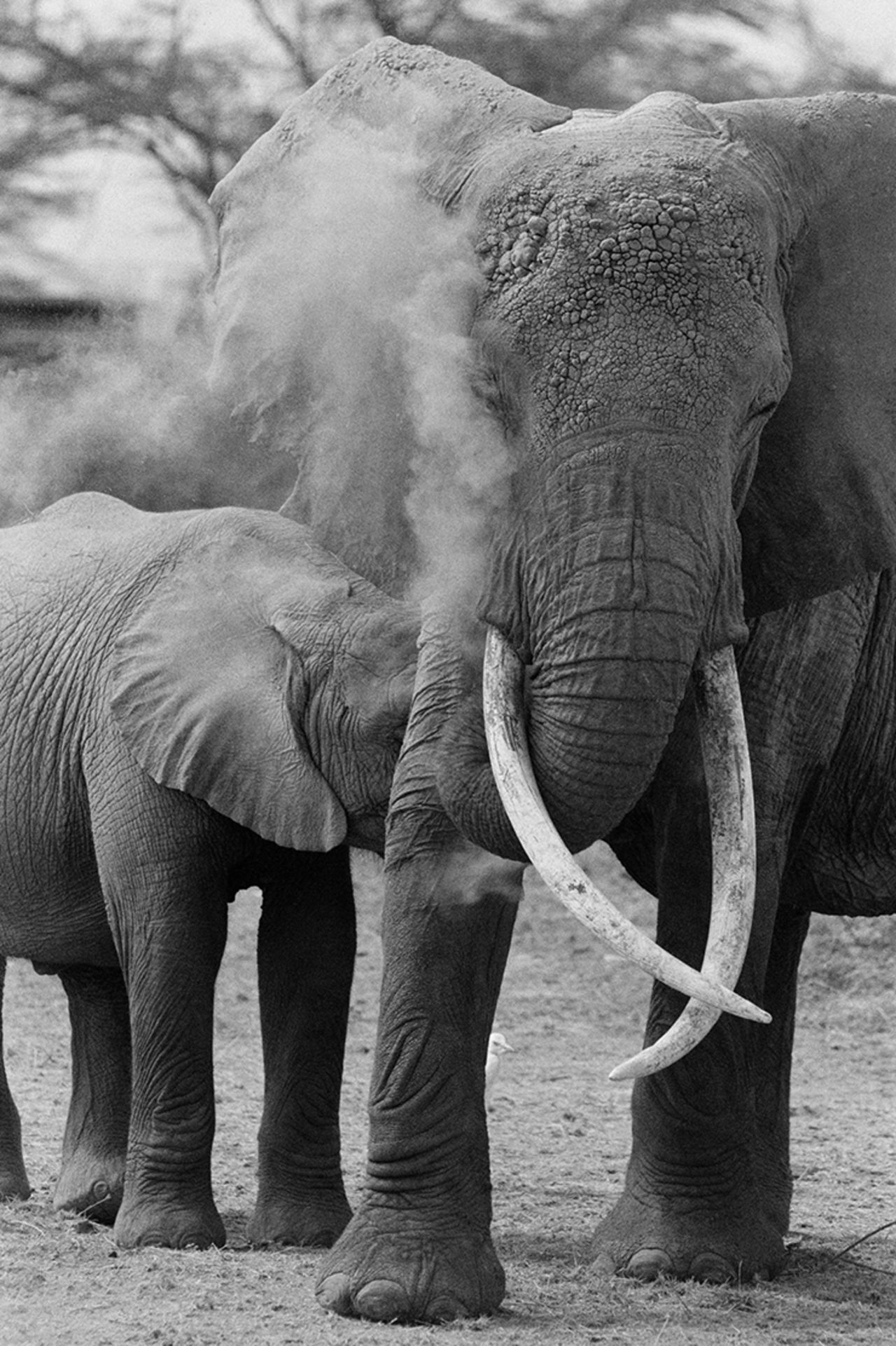 The world faces losing the "lynch pin in ecology of an entire continent" says Christo. As a result, many have appealed to world leaders and governments to heed the warnings of extinction.