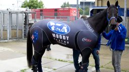 Australian racehorse Black Caviar wears a compression suit as she arrives at Heathrow airport ahead of Royal Ascot.