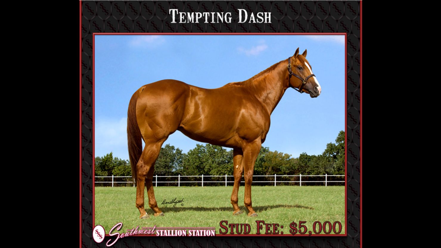 Tempting Dash is among the horses used in an alleged laundering operation, investigators say.