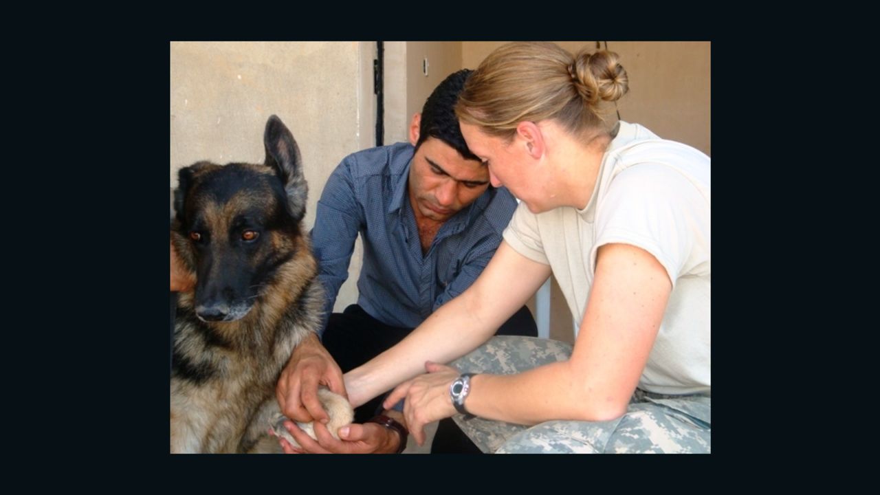 This photo from SPCA International shows one of the military dogs that the charity said it is bringing to the U.S. for adoption.