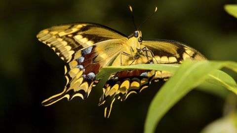 The Schaus swallowtail butterfly is contained to a relatively small area in southeast Florida.