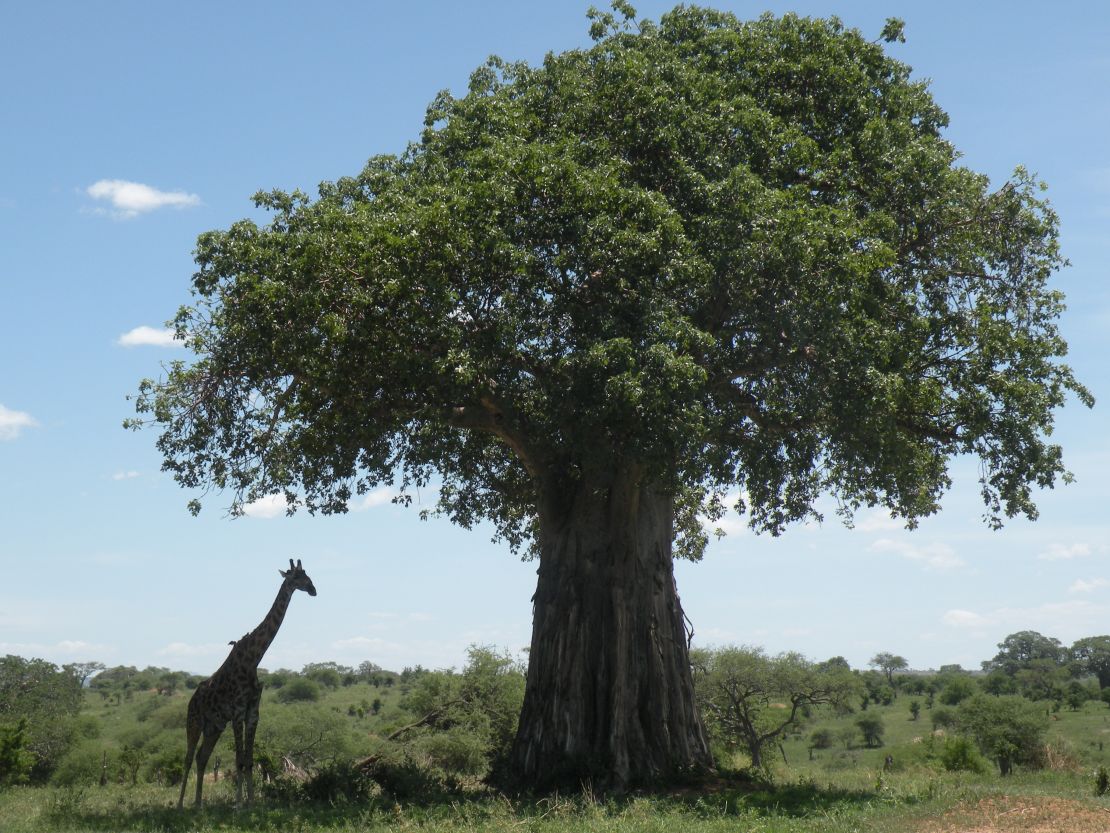 Tarangire National Park is famous for its baobab trees.