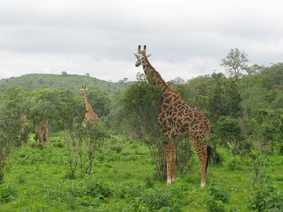 Arusha National Park has a large variety of wildlife, including giraffes.