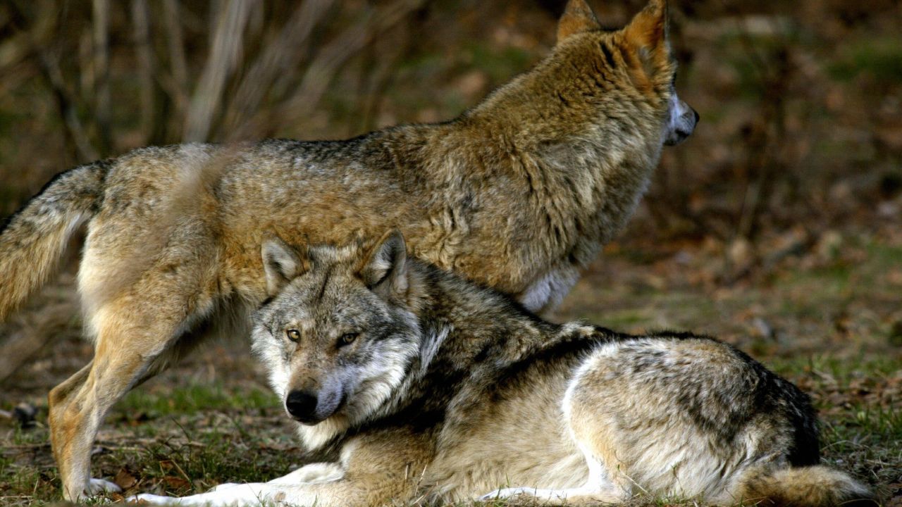 The attack happened during a routine visit to the wolves' enclosure. (File)