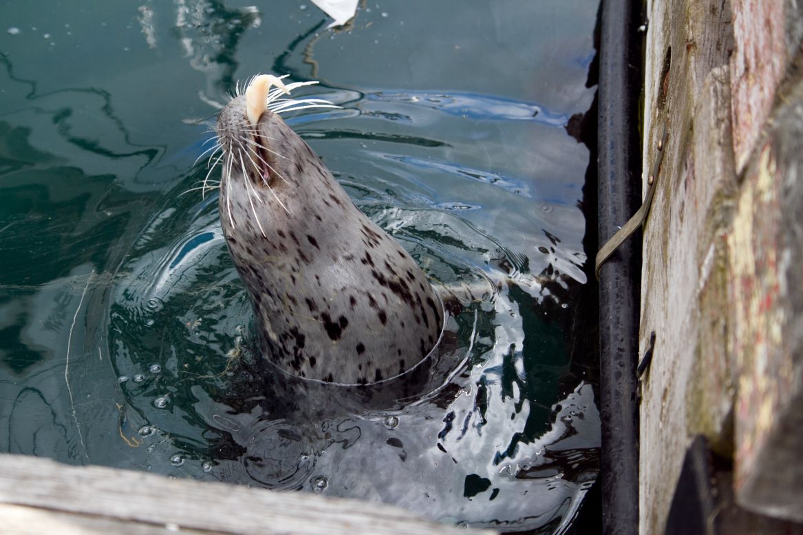 A harbor seal dines near a dock in the San Juan Islands.