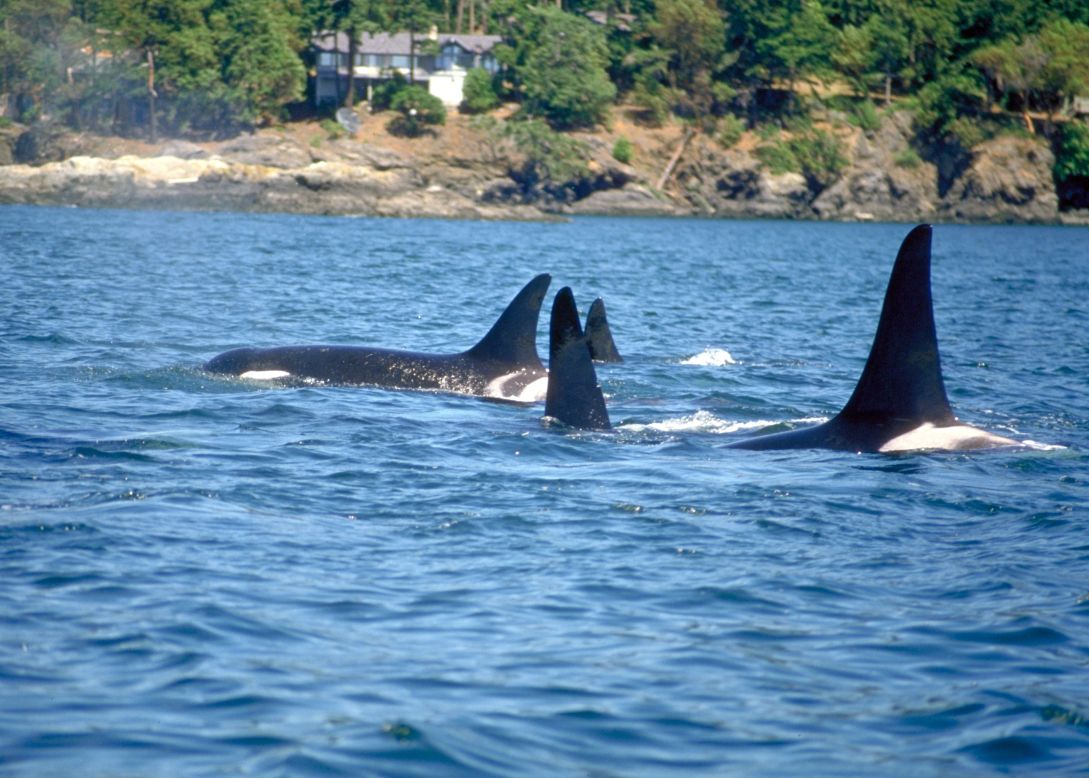 An orca whale family swims close to shore.