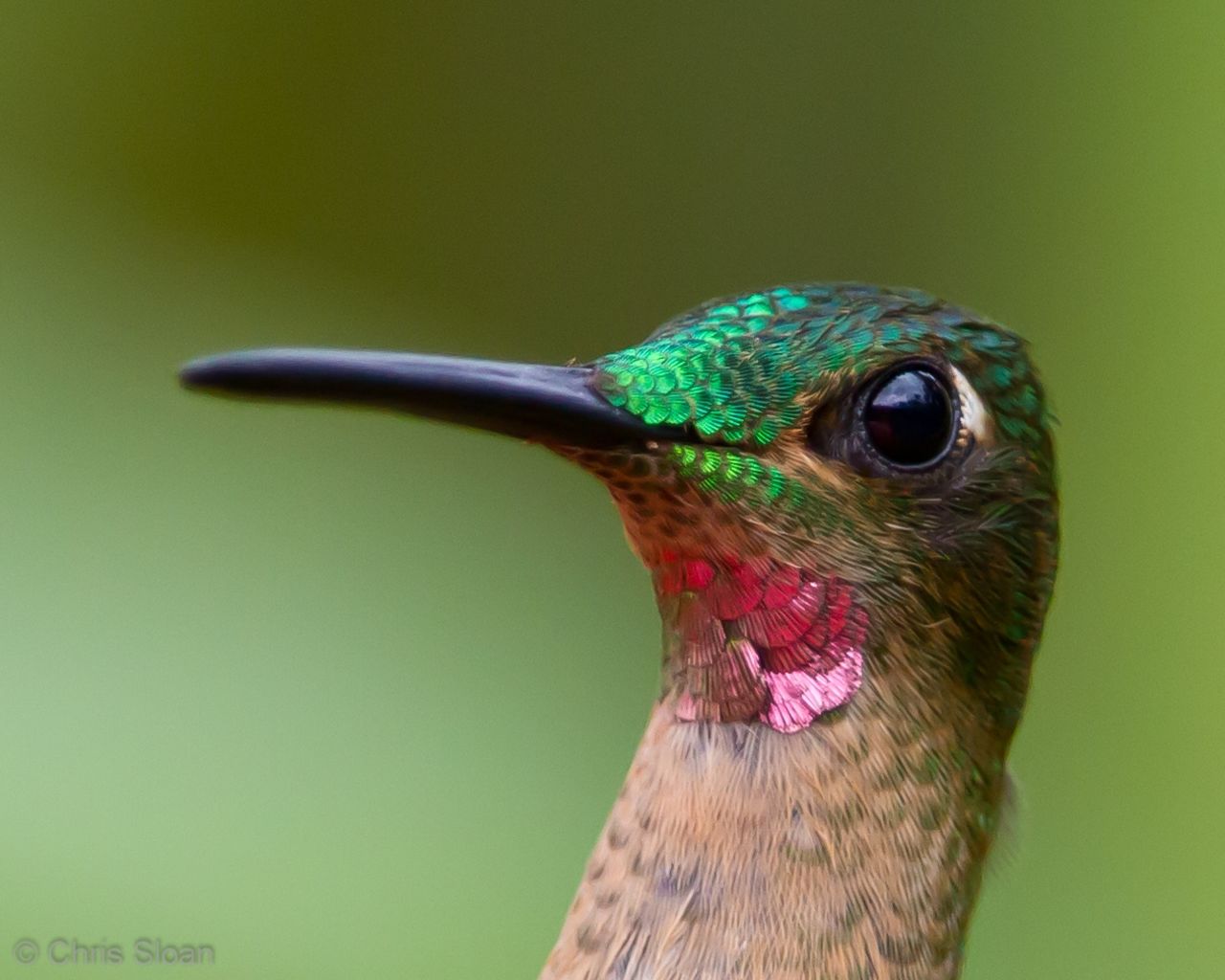 The pink-throated brilliant is a member of the hummingbird family and is native to Colombia, Ecuador and Peru. It is classified as "vulnerable" by the IUCN Red List. Thirteen percent of birds are threatened with extinction.