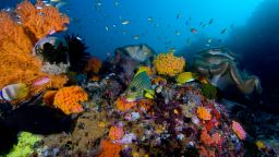 iucn coral reef