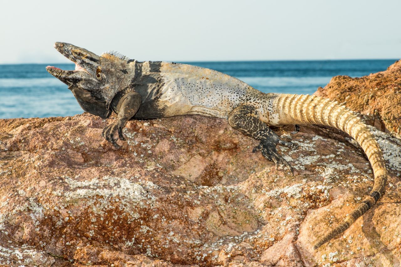 Native to Mexico, this species of iguana is not thought to be decreasing but is thought to be "vulnerable" due to its restricted geographical range. 