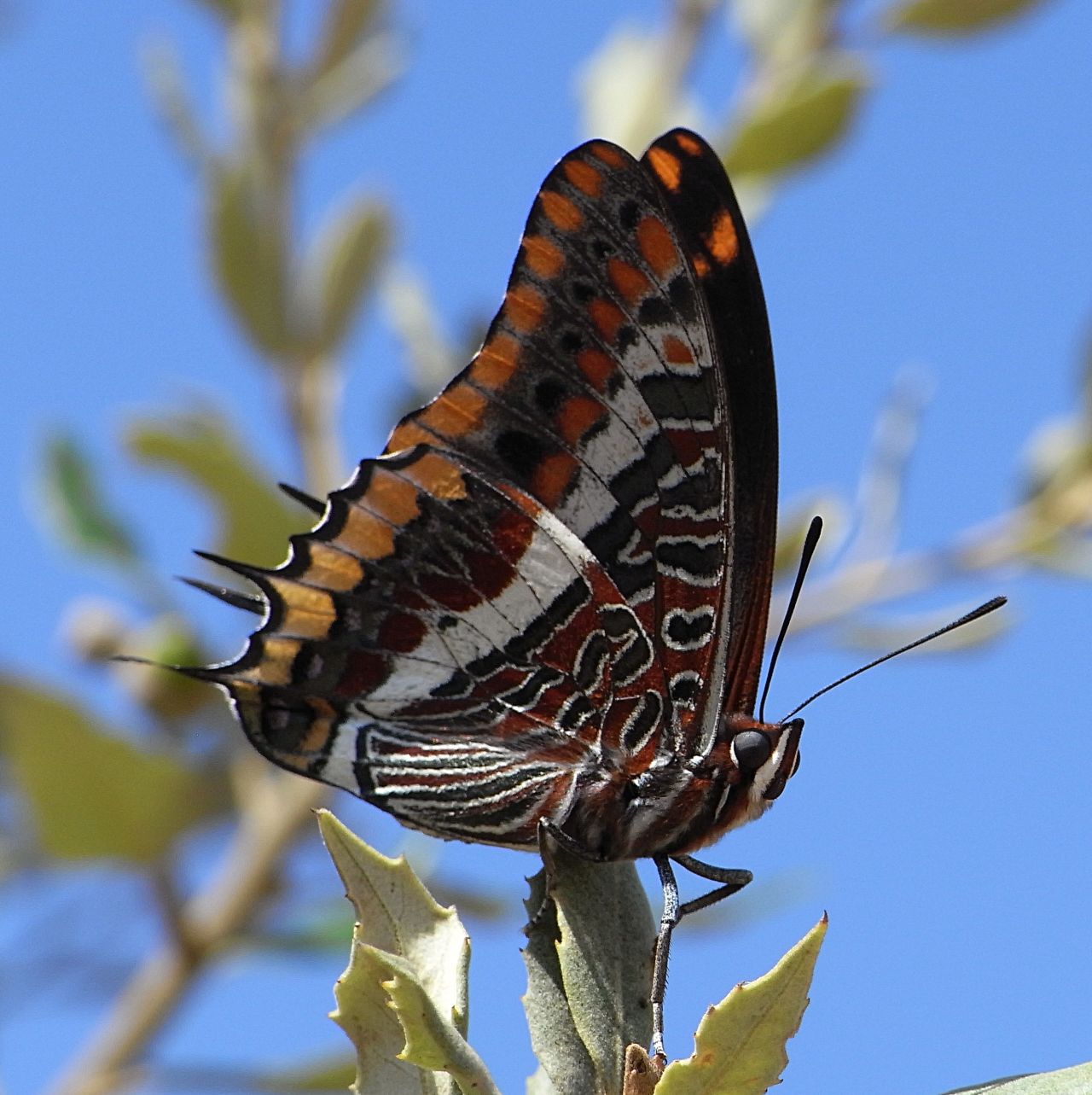 The two-tailed pasha can be found in southern Europe and is less at risk than some other European butterfly species. Of Europe's endemic butterflies, 16% are under threat, says the IUCN.