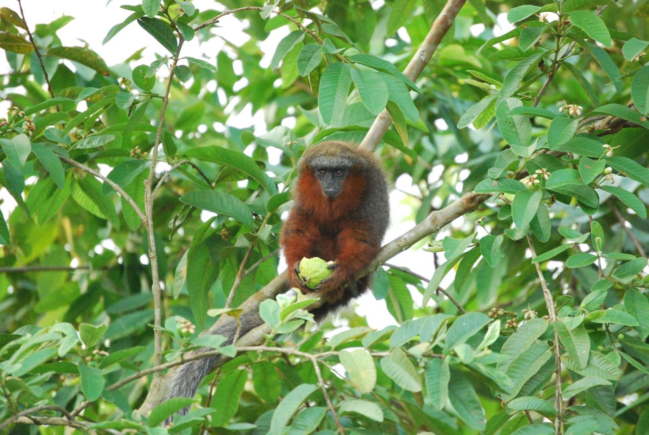 The IUCN estimates that a quarter of all mammals on Earth are threatened with extinction. The Caqueta Titi monkey and a Burmese snub-nosed monkey are two of the 1,900 species that were newly added to the 2012 Red List.