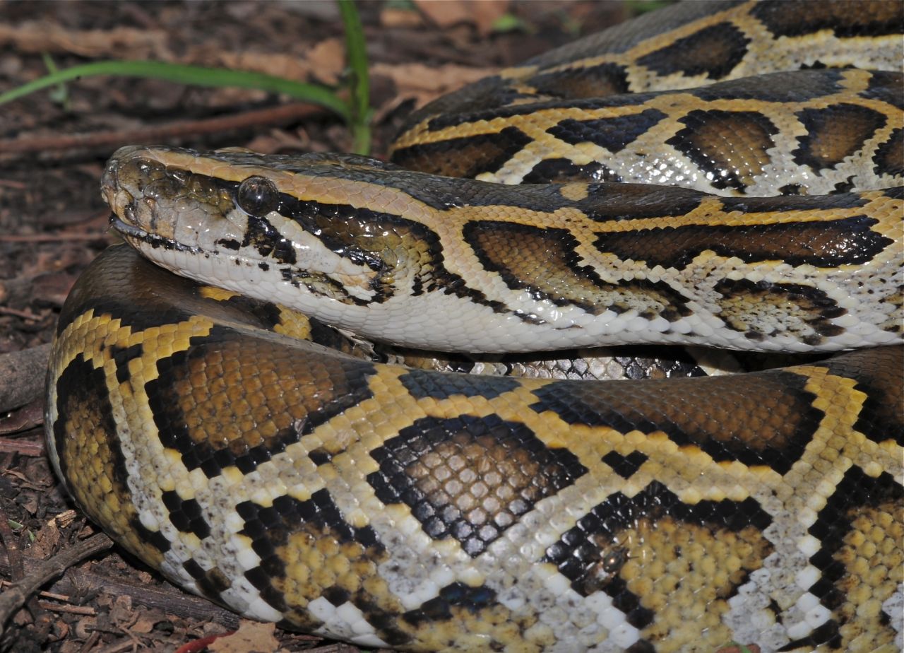 Trade and overexploitation for food and skins has made this species "vulnerable," according to the IUCN. Ten percent of snakes endemic to China and Southeast Asia are threatened with extinction.