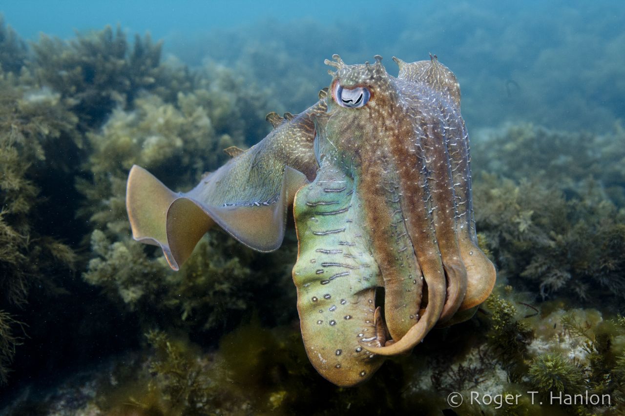 The cuttlefish is another newly recorded species on the 2012 Red List and classified as "near threatened." 