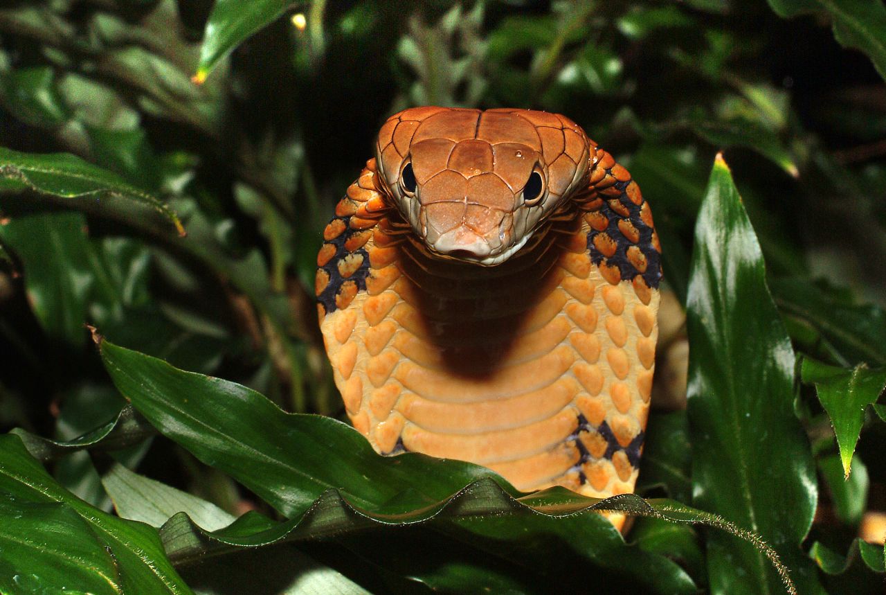The world's largest venomous snake is classified as "vulnerable" to extinction by the IUCN. Of the 63,837 total species assessed, 19,817 are threatened with extinction.