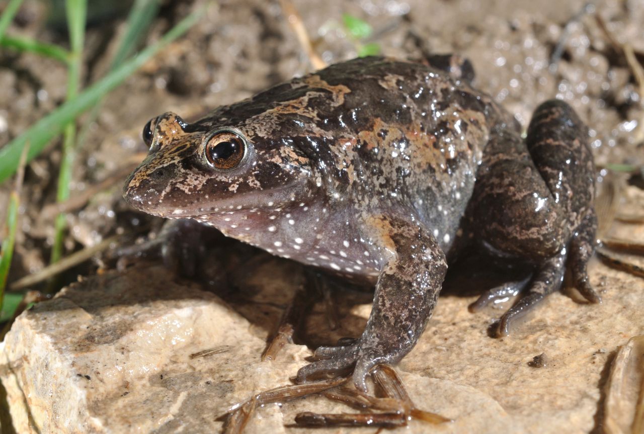 This rediscovered frog, which can be found in Lake Huma, Israel, is classified as "critically endangered." Amphibians make up the largest number of species in danger, with 41% threatened with extinction.