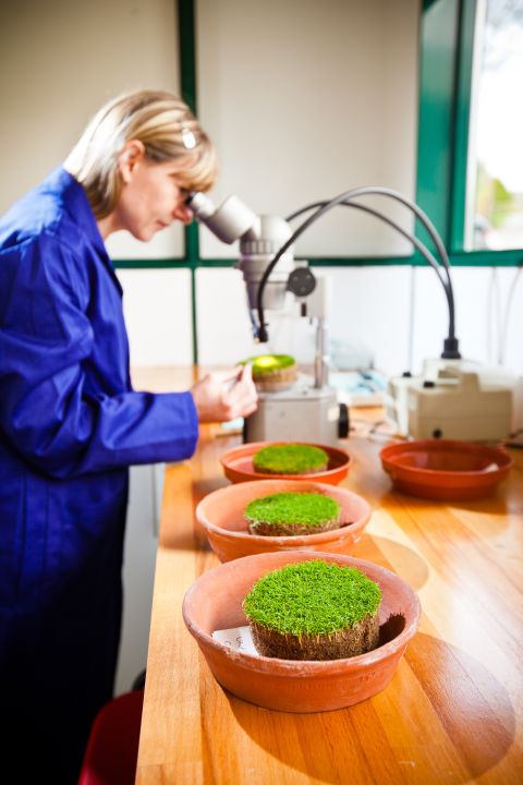 Scientists at STRI continue to test varieties of grass to determine the most appropriate for different sports.