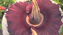 ma corpse flower blooms_00002220