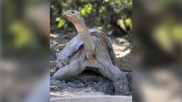 Lonesome George is pictured at the Galapagos National Park's breeding center on March 18, 2009.