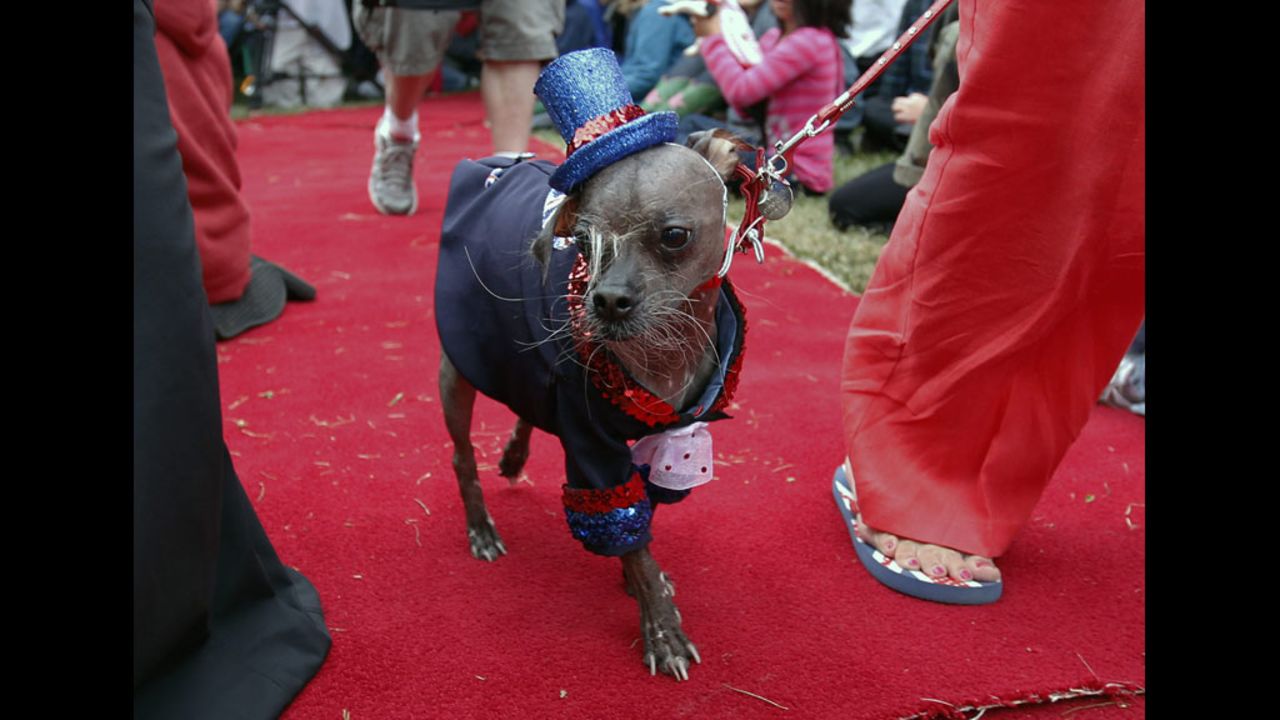 Mugly struts down the red carpet.