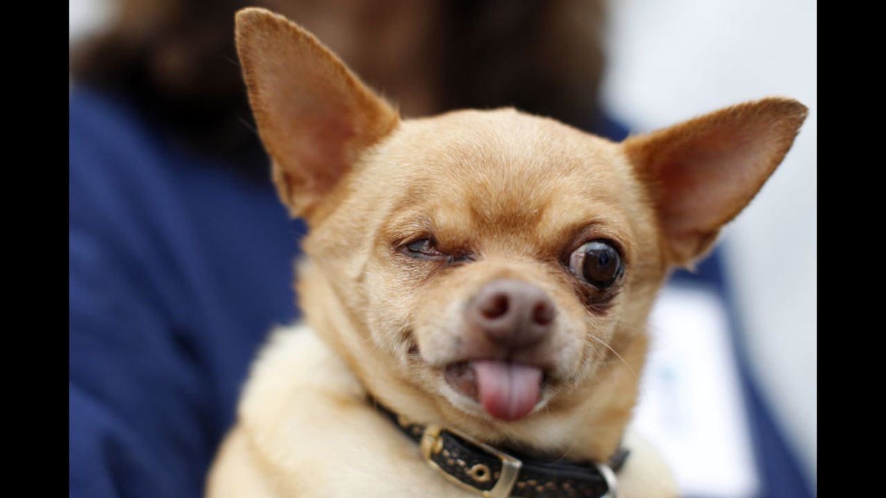 Mouse, a 6-year-old Chihuahua, shows off.