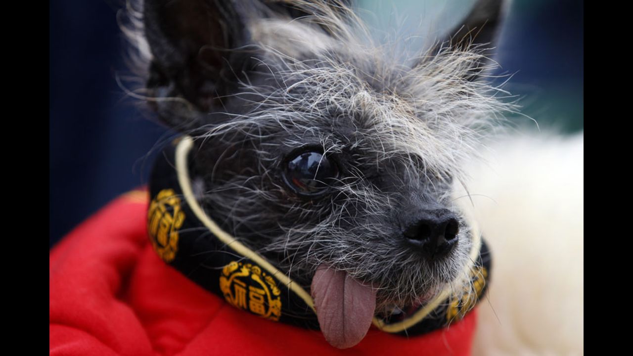 Handsome Hector was another well-dressed Chinese crested at the competition.