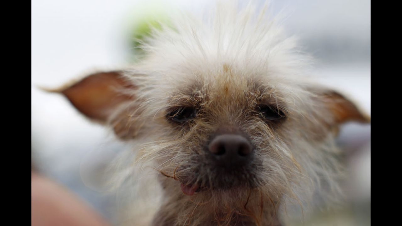 Josie, a 3-year-old Chinese crested, takes part in the 24th annual World's Ugliest Dog Contest at the Sonoma-Marin Fair in Petaluma, California, on Friday, June 22, 2012