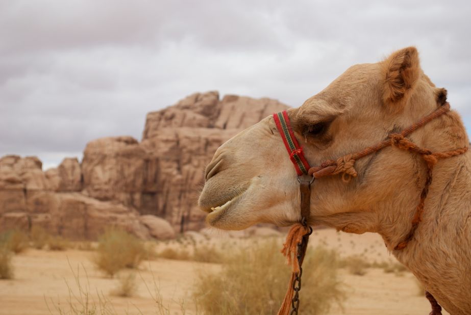 Wade says of camels: "Any creature that has the strength and endurance to cross one of the harshest places on Earth with a man and his supplies on its back, whilst drinking only twice in five days and eating nothing but thorns, does not deserve the label of unreliable." 
