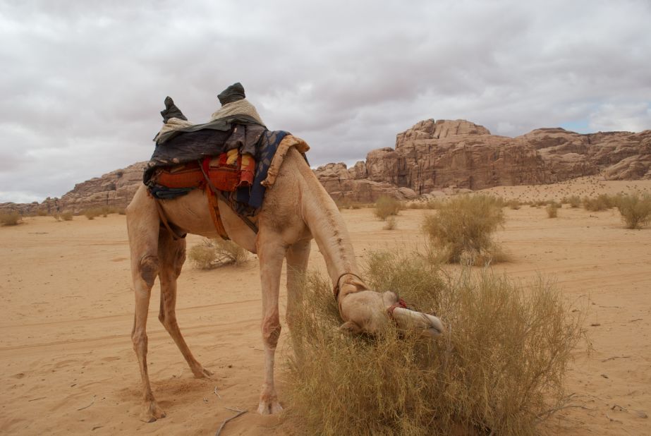 "Driving a camel is less an exercise of steering than of prompting the animal from one shrub to another," he says.