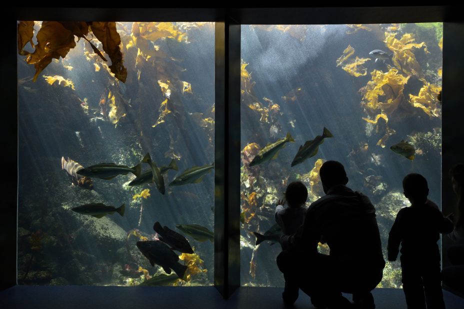 The aquariums at Oceanopolis are divided into different zones; tropical, polar, temperate, biodiversity and "the abyss". In each zone visitors can learn about the ecosystems of different marine climates. 