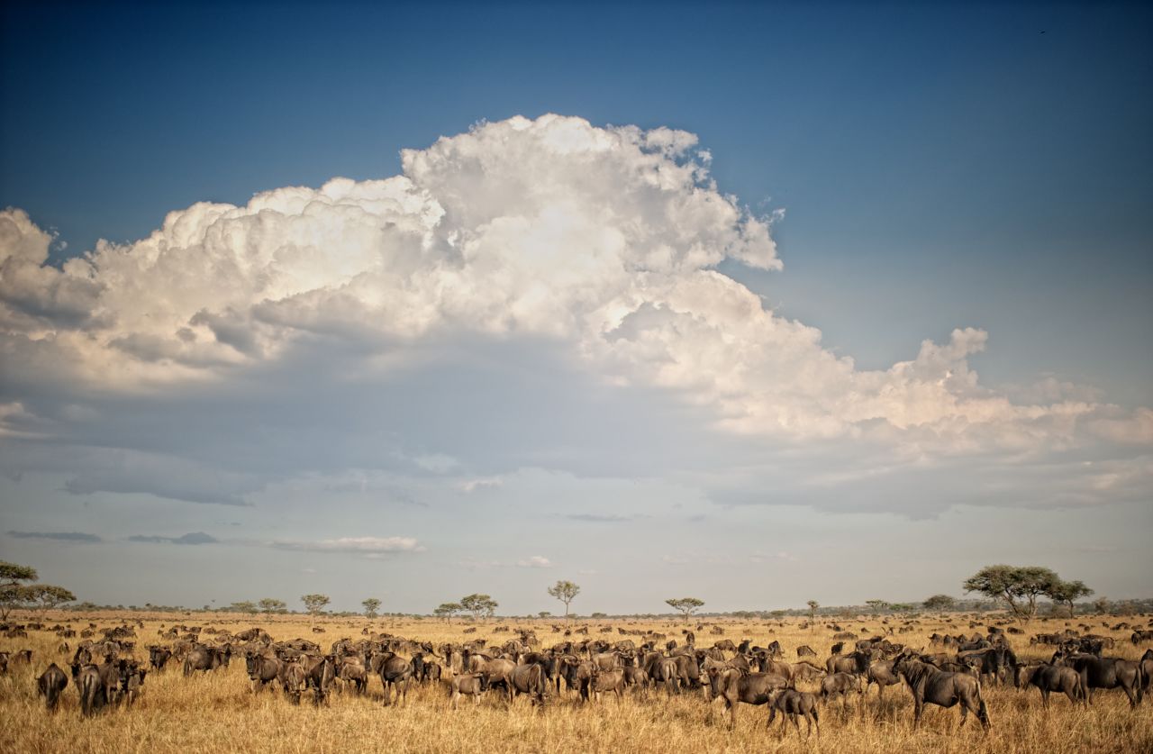 We love the wildebeest migration, which traverses the major nature parks in Kenya and Tanzania throughout the year, and so do the lions.