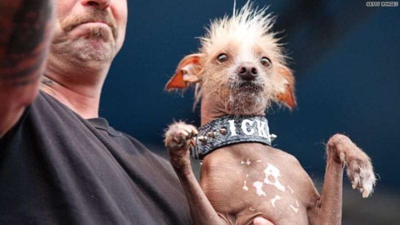 Este pequeño apestoso llamado Icky también mereció llegar a la final de los perros más feos.