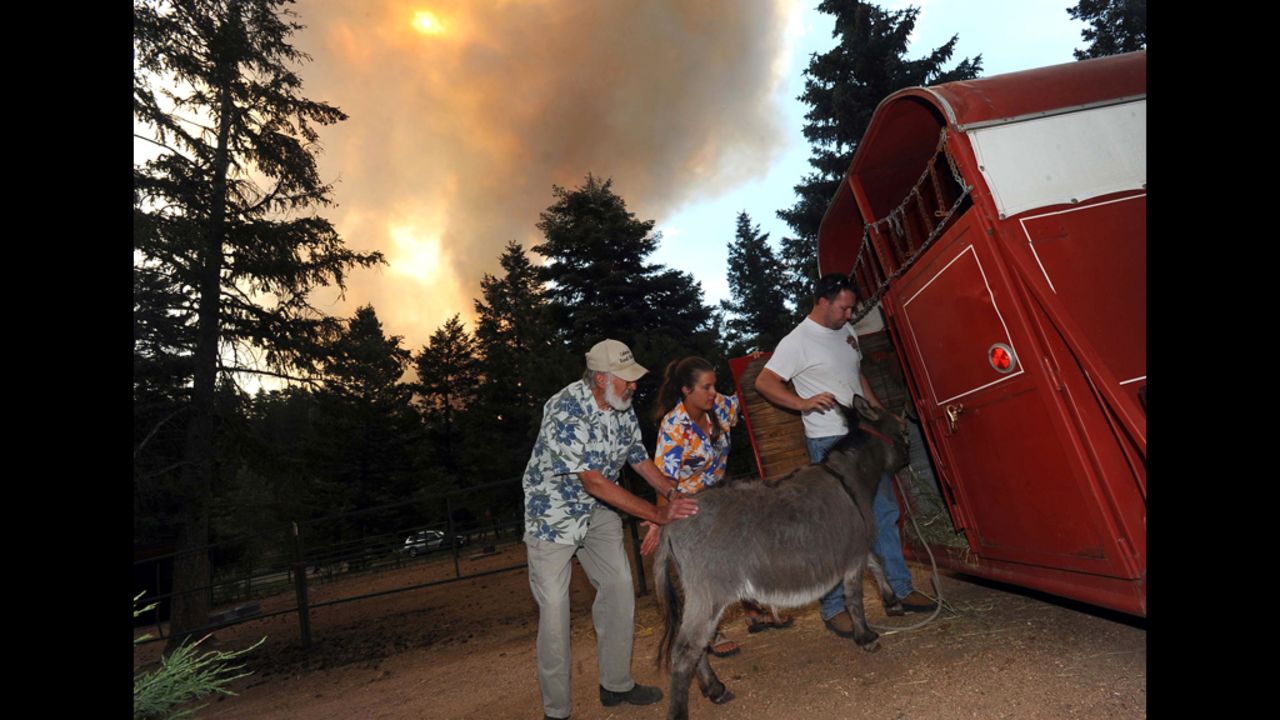 Greg and Karen Bodine help her father, Duane Schormann, left, load his animals into a trailer near Colorado Springs as they evacuate the area June 24.