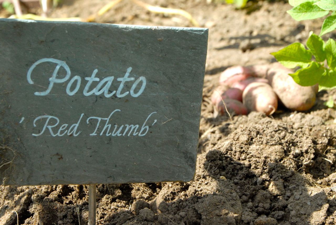 Fresh from the White House garden CNN